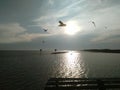 Seagulls migrate in Thailand Swallows Royalty Free Stock Photo