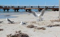 Seagulls near Busselton jetty West Australia