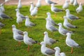 Seagulls near Glenelg Beach