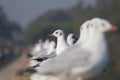 Seagulls near a highway in Gujarat