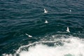 Seagulls near sea