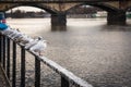 Seagulls near the Vltava river and Palacky bridge in Prague, Czech Republic Royalty Free Stock Photo