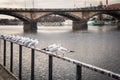 Seagulls near the Vltava river and Palacky bridge in Prague, Czech Republic Royalty Free Stock Photo