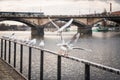 Seagulls near the Vltava river and Palacky bridge in Prague, Czech Republic Royalty Free Stock Photo