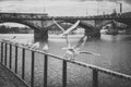 Seagulls near the Vltava river and Palacky bridge in Prague, Czech Republic Royalty Free Stock Photo