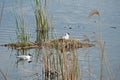 Seagulls nest Royalty Free Stock Photo