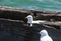 Seagulls nesting on abandoned wooden pier Royalty Free Stock Photo