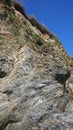 Seagulls nesting in the cliff