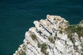 Seagulls nesting on the cliff