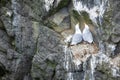 Seagulls nesting on cliffs of Mykines, Faroe Islands