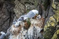 Seagulls nesting on cliffs of Mykines, Faroe Islands