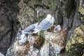 Seagulls nesting on cliffs of Mykines, Faroe Islands