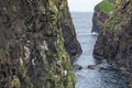 Seagulls nesting on cliffs of Mykines, Faroe Islands