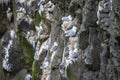 Seagulls nesting on cliffs of Mykines, Faroe Islands