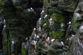 Seagulls nesting on the coastline rocks of Iceland