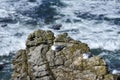 Seagulls nesting in rocks off the Atlantic coast of France