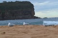 Seagulls nesting on the sand