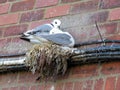 Seagulls Nesting at Scarborough Harbour