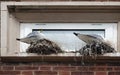 Seagulls nesting on window ledge.