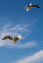 Seagulls at the North Sea Royalty Free Stock Photo