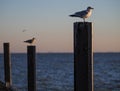 Seagulls at northsea on poles