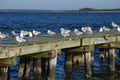 Seagulls on Old Rustic Pier