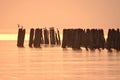 Seagulls and old wooden bridge near Sventoji .Baltic sea. Royalty Free Stock Photo