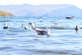 SeagullS on the Olkhon Island Royalty Free Stock Photo