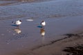 Seagulls one looking to left and other right with reflections Royalty Free Stock Photo