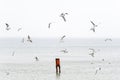 various species of seagulls over the sandy beach, Sopot, Poland