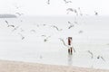 various species of seagulls over the sandy beach, Sopot, Poland