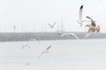 various species of seagulls over the sandy beach, Sopot, Poland