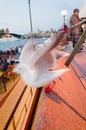 Seagulls outside Sydney Opera House at dusk Royalty Free Stock Photo