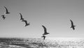 Seagulls over the Atlantic Ocean