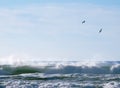 Seagulls over breaking waves Royalty Free Stock Photo