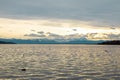 Seagulls over a lake in Germany, Bavaria. Seagulls fly over the water surface of the lake. Reflection of the sunset sky in the Royalty Free Stock Photo