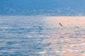 Seagulls over lake Maggiore in Italy. Gulls fly over the water surface of the lake. Royalty Free Stock Photo