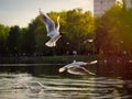 Seagulls over the lake. The sun\'s rays, water sprays Royalty Free Stock Photo