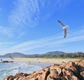 Seagulls over Main Beachfront