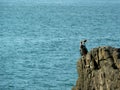 Seagulls over rocks in sea