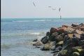 Seagulls over the sea