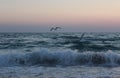 Seagulls over the waves of the Black Sea of the evening Olenevka
