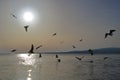 Seagulls over the winter sea.