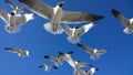 Seagulls overhead