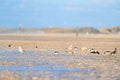 Seagulls and oyster catchers at the beach