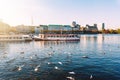 Seagulls and passenger crafts on Alster Lake in Hamburg