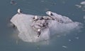 Seagulls Perch on an Iceflow in Glacier Bay, Alaska Royalty Free Stock Photo