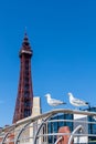 Seagulls perched atop a railing in front of the majestic Blackpool Tower in England Royalty Free Stock Photo