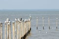 Seagulls perched on bamboo poles in the sea Royalty Free Stock Photo