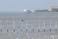 Seagulls perched on bamboo poles in the sea Royalty Free Stock Photo